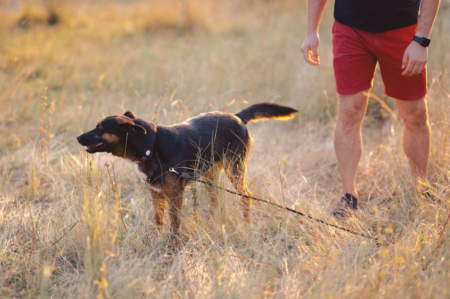 Black dog running and playing on a grassy trail during golden hour at sunset.