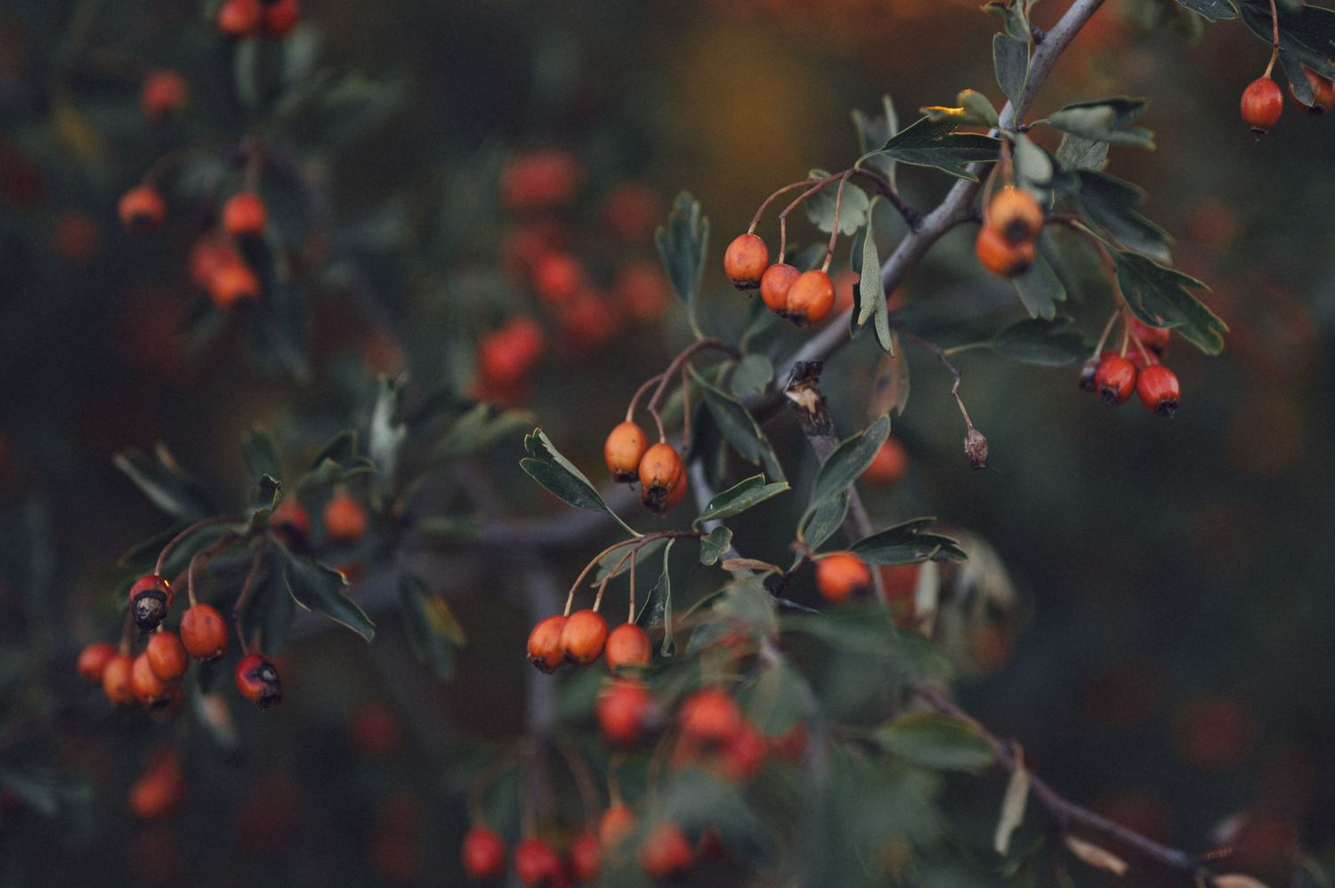Bright orange berries growing on branches against a dark background in autumn.