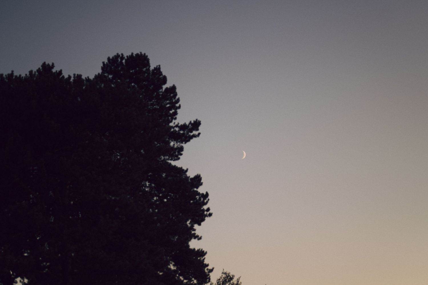 Silhouetted tree line against a dusky sky at sunset creating a dramatic natural skyline.