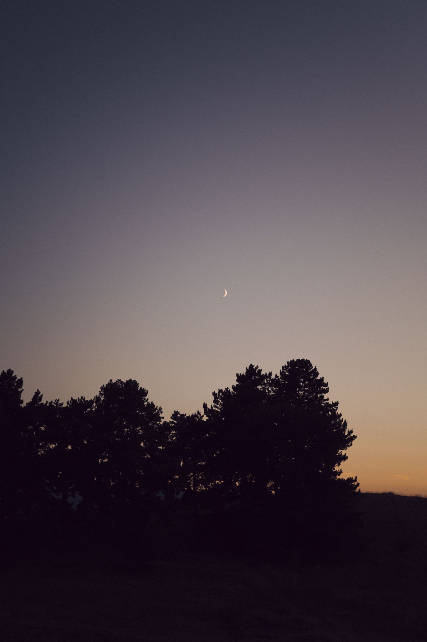 Silhouetted pine trees against a dusky twilight sky with a thin crescent moon visible in the distance.
