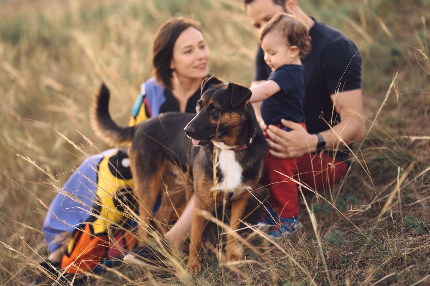 Family spending quality time outdoors playing with their adorable German Shepherd puppy in a grassy field.