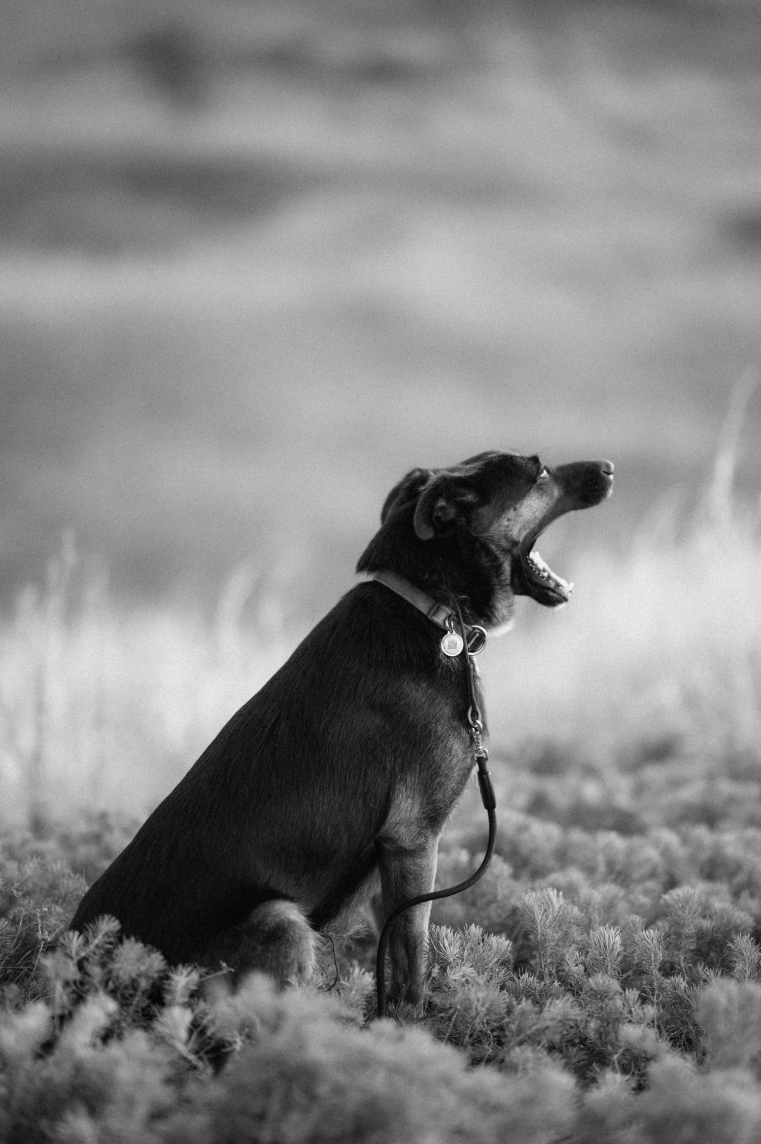 Black dog leaping through tall grass while hunting shown in multiple sequential motion frames in black and white.