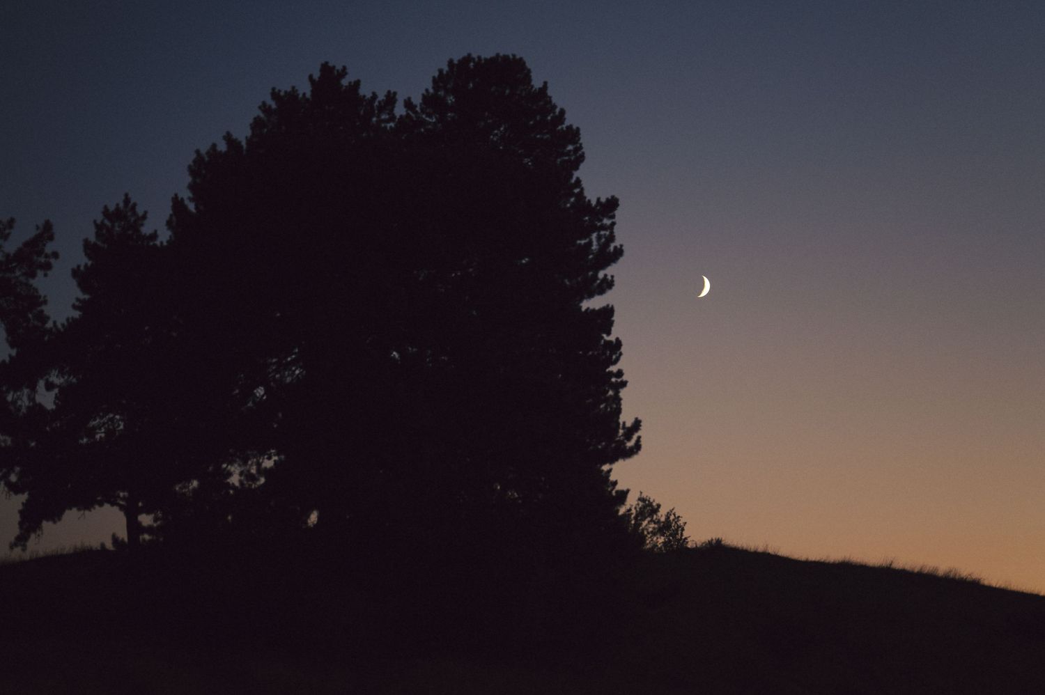 Dark silhouettes of pine trees against a dusky orange sunset sky create a moody twilight scene.