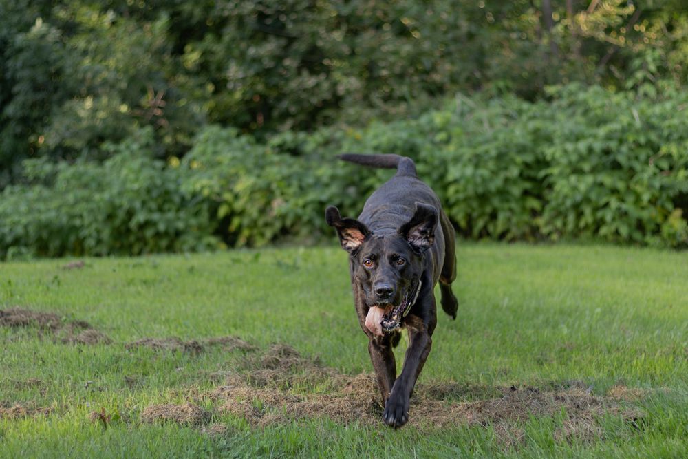 Black Labrador dog running across green grass carrying something in its mouth.