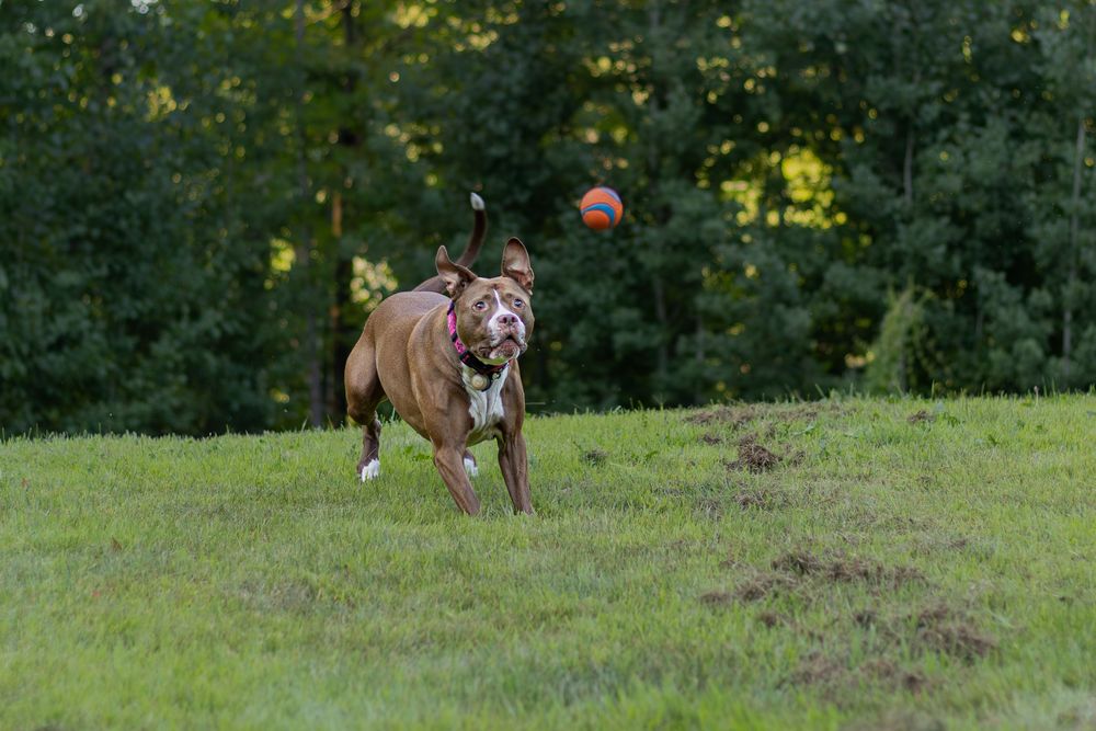 A brown pit bull dog chases an orange ball across a green grassy field.