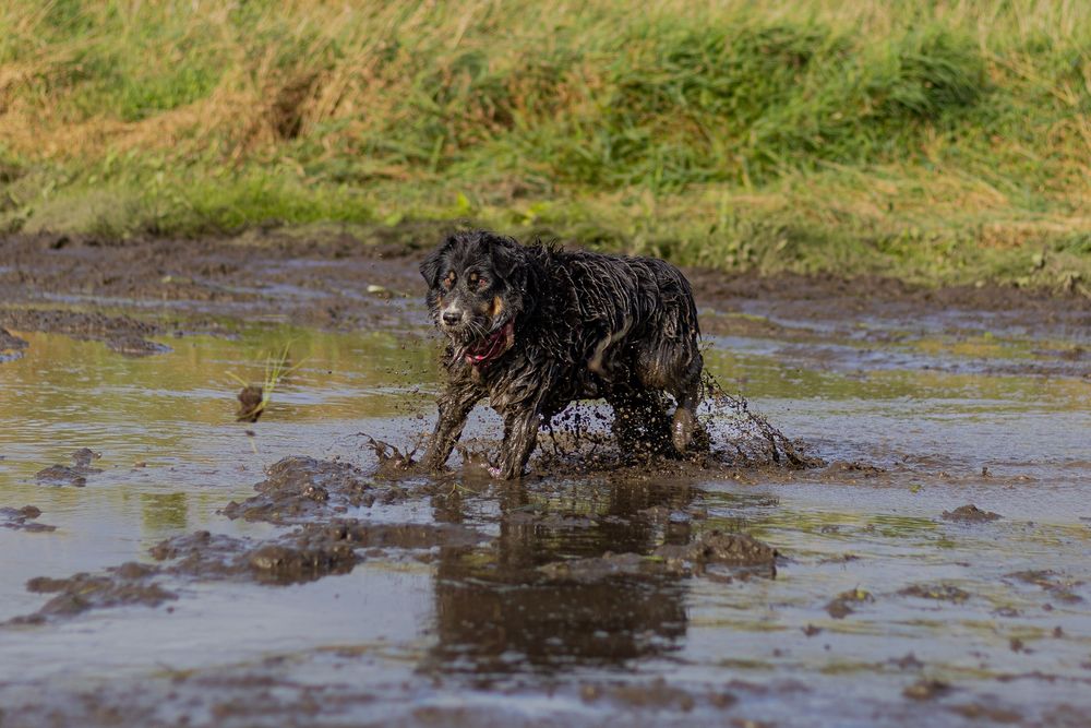 A wet black dog splashes through muddy water in an outdoor setting.