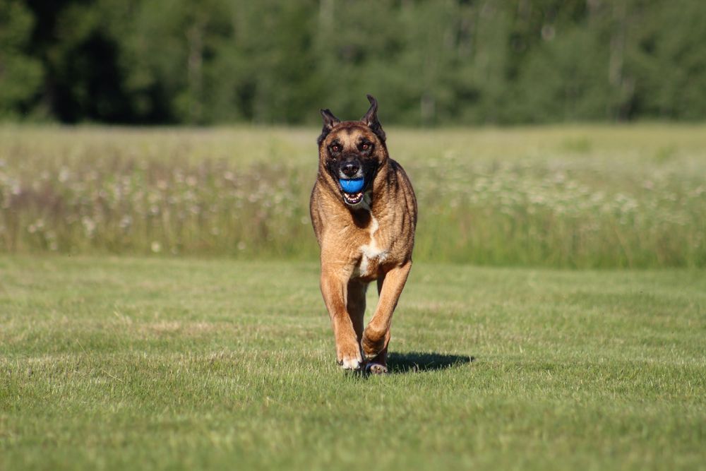 Belgian Malinois dog running across green grass carrying a blue ball.