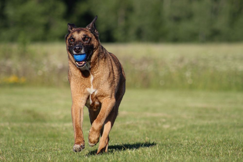 A Belgian Malinois runs across green grass carrying a blue ball in its mouth.