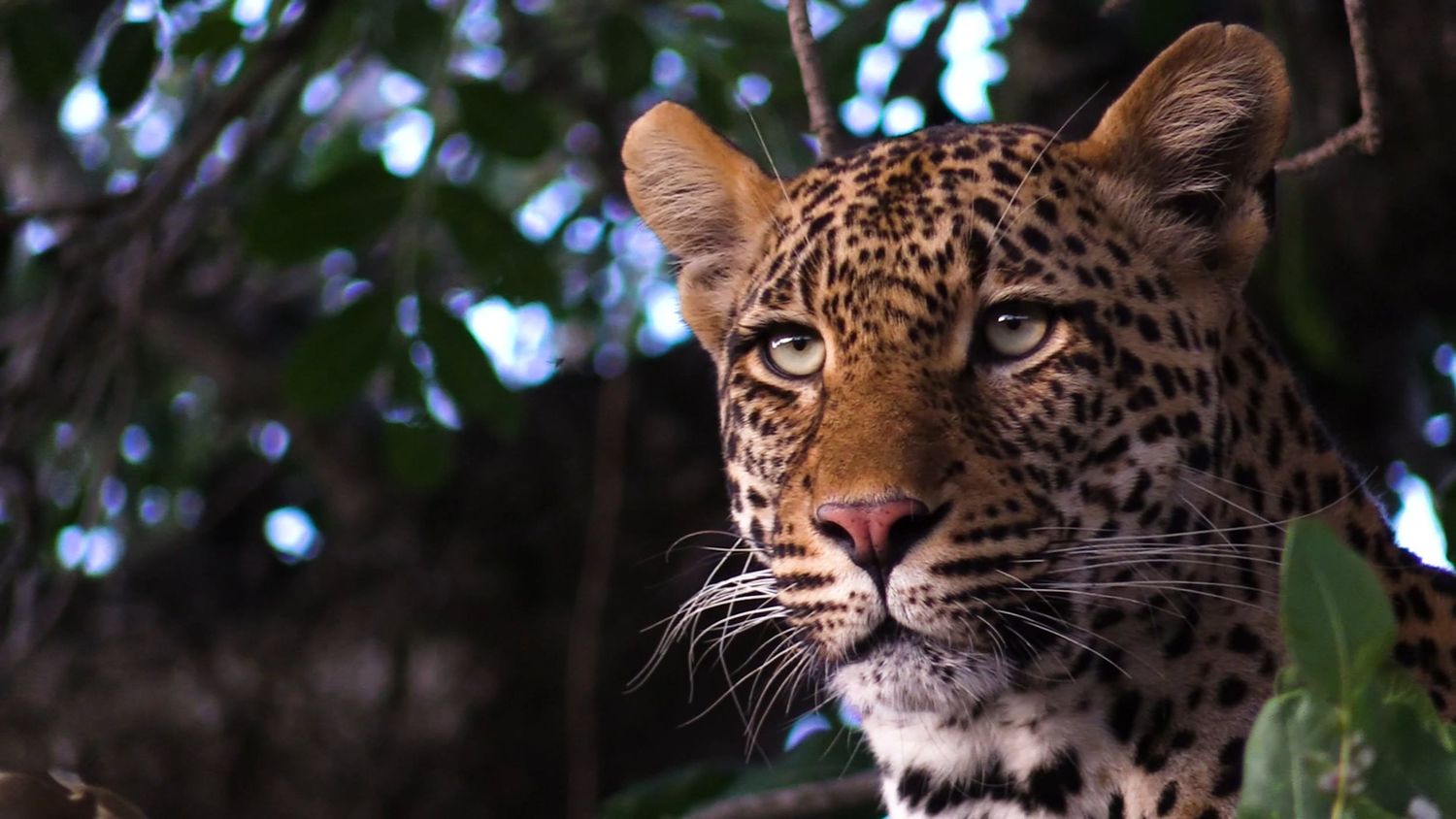 African Leopard