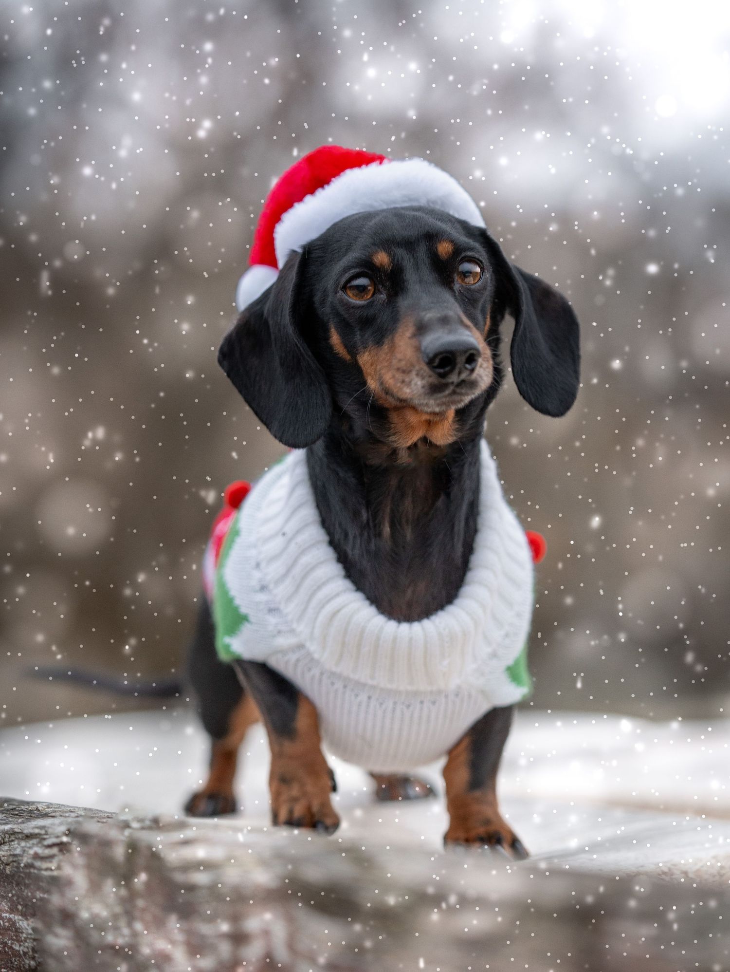 A dachshund wearing a festive sweater and Santa hat poses in falling snow.