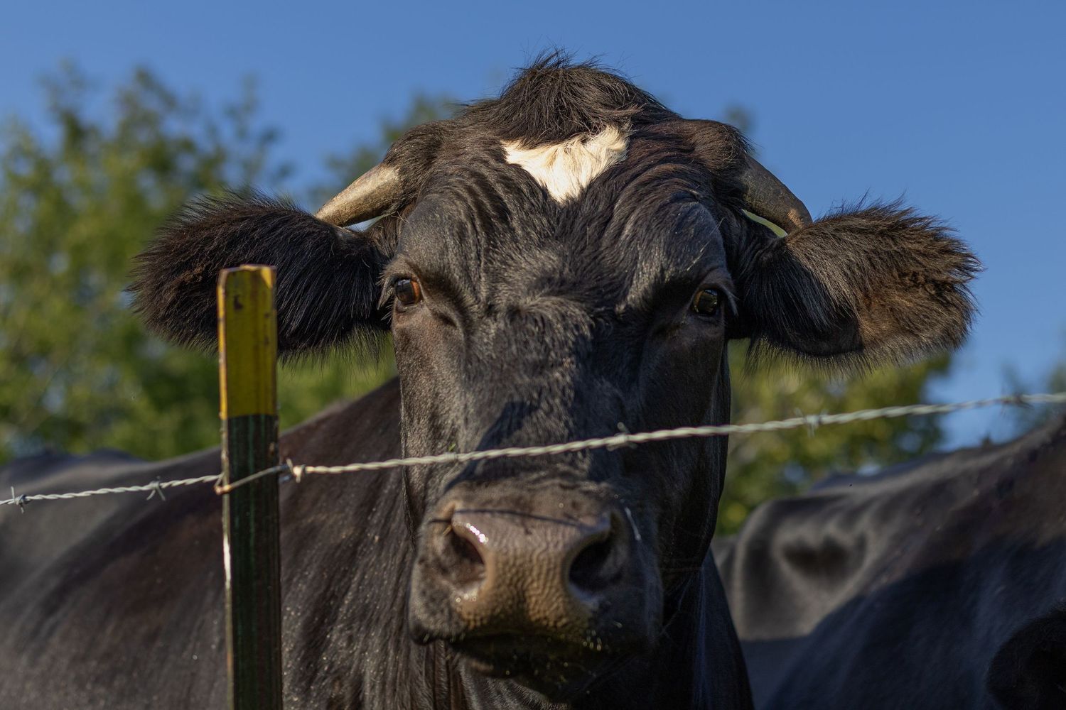Close-up portrait of a black cow behind barbed wire fence against a blue sky.