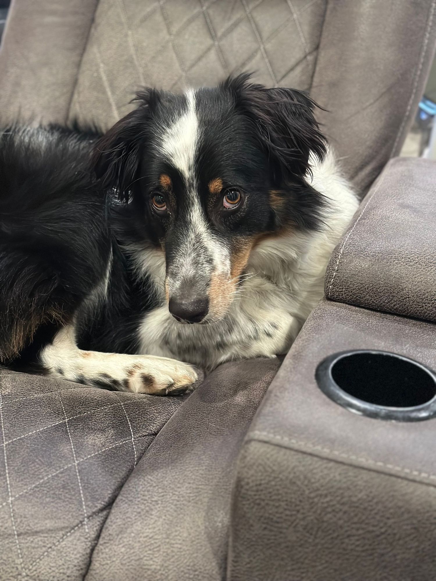A black, white, and tan Australian Shepherd dog with distinctive markings gazes off to the side with amber eyes.