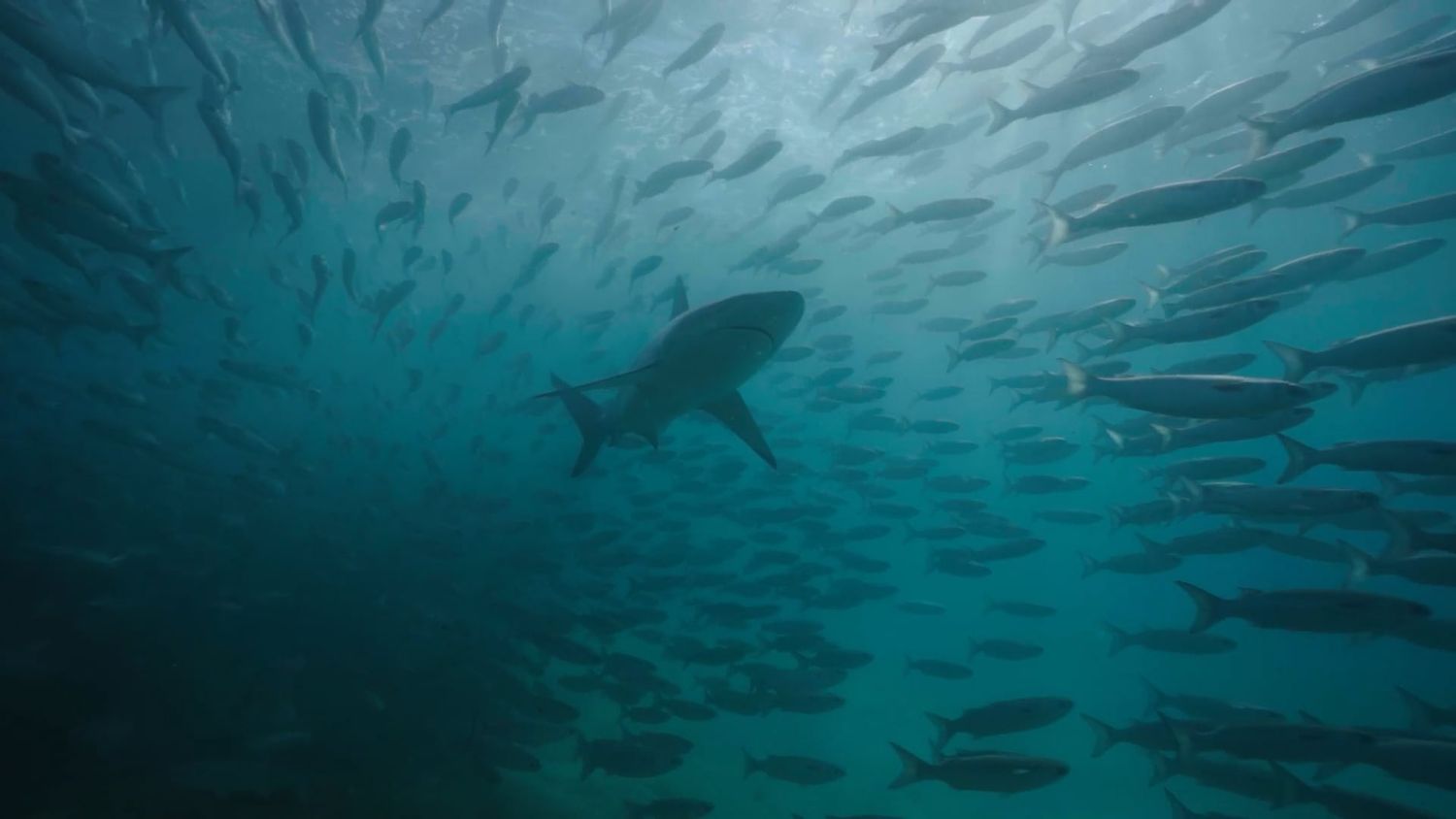 Dusky Whaler Shark hunting bait ball of mullet fish in Queensland Australia