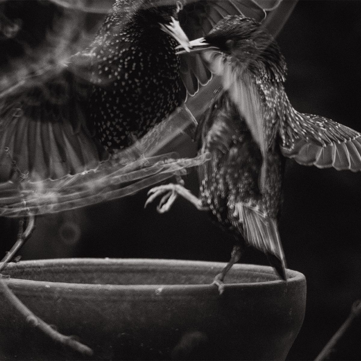 Two starlings fighting over a ceramic bird bath in a dramatic black and white nature photograph.