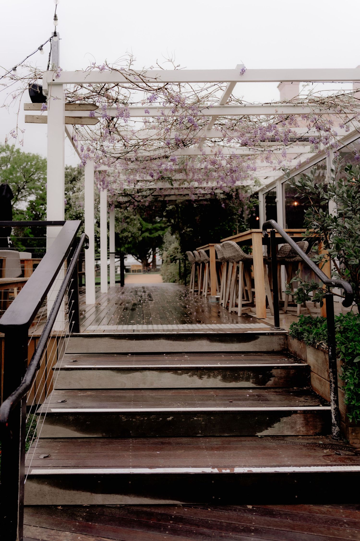 Wet wooden deck stairs under white pergola with purple wisteria blooms on a rainy day.