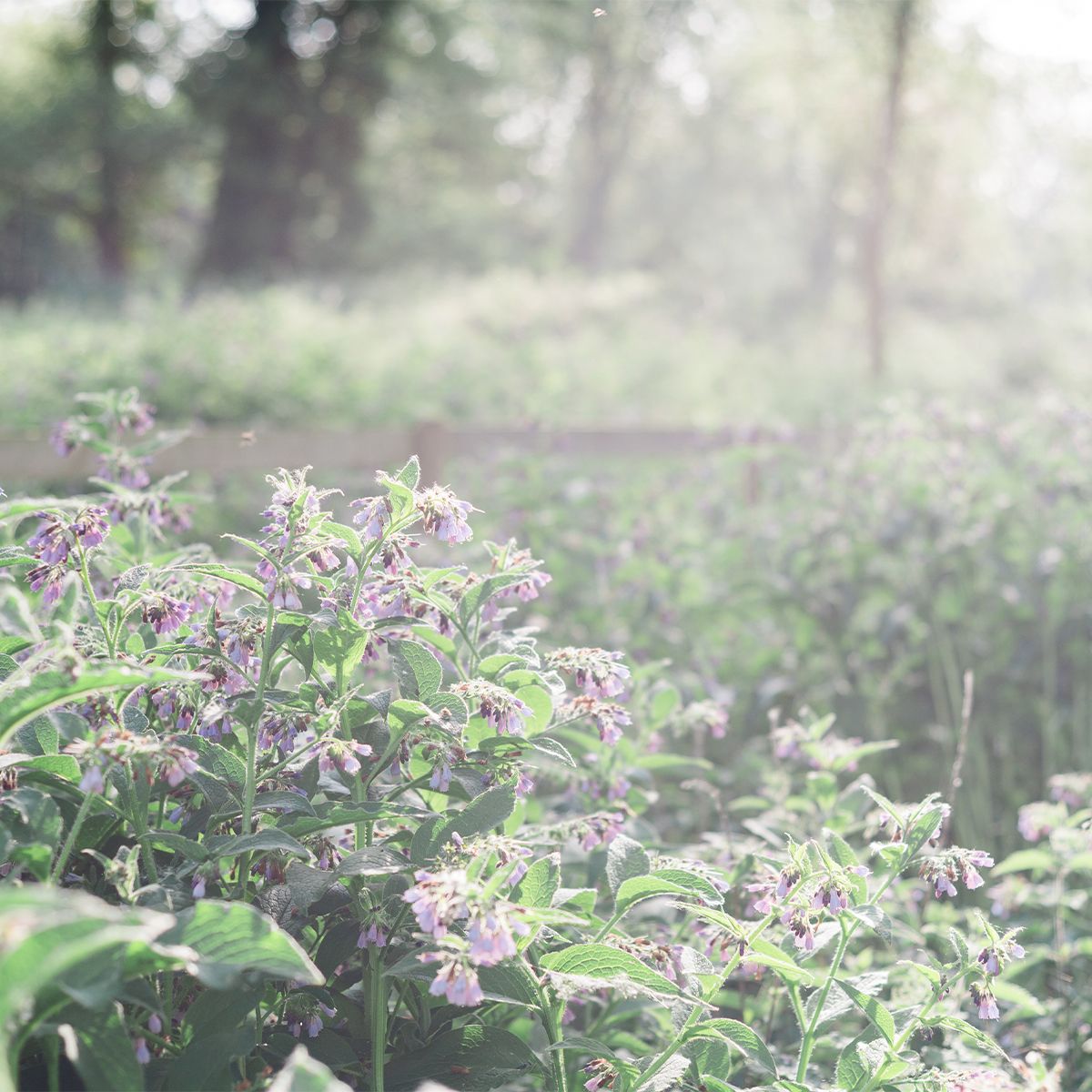 Lush green plants with delicate purple wildflowers bloom in a sunlit garden field with soft bokeh background.
