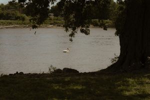 A white swan glides gracefully on a calm lake surrounded by lush green trees and grass.