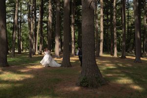 Bride in flowing white gown and groom playing peek-a-boo among tall pine trees in sunlit forest.