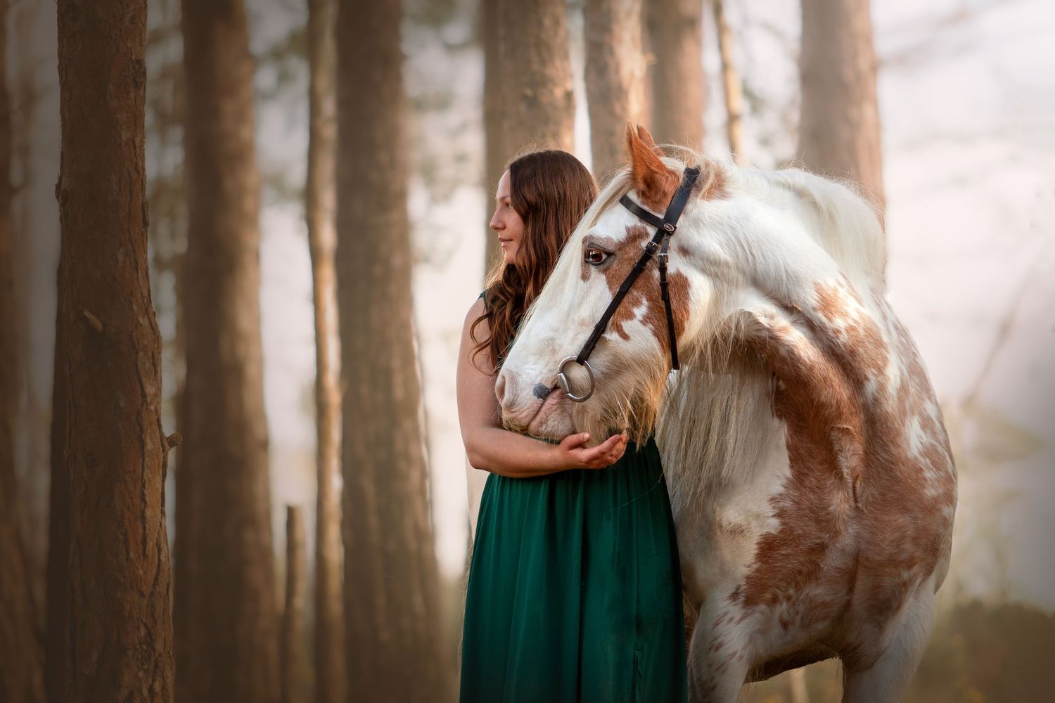 horse photography