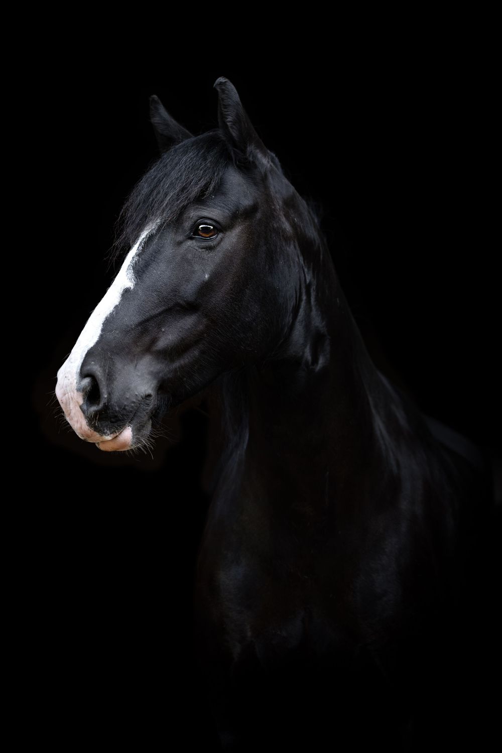 horse photography