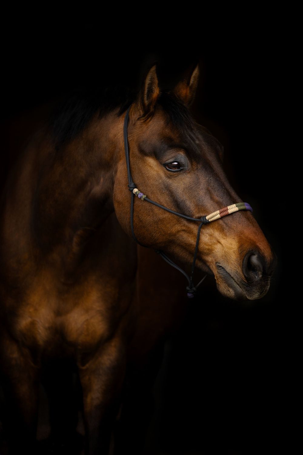 horse photography