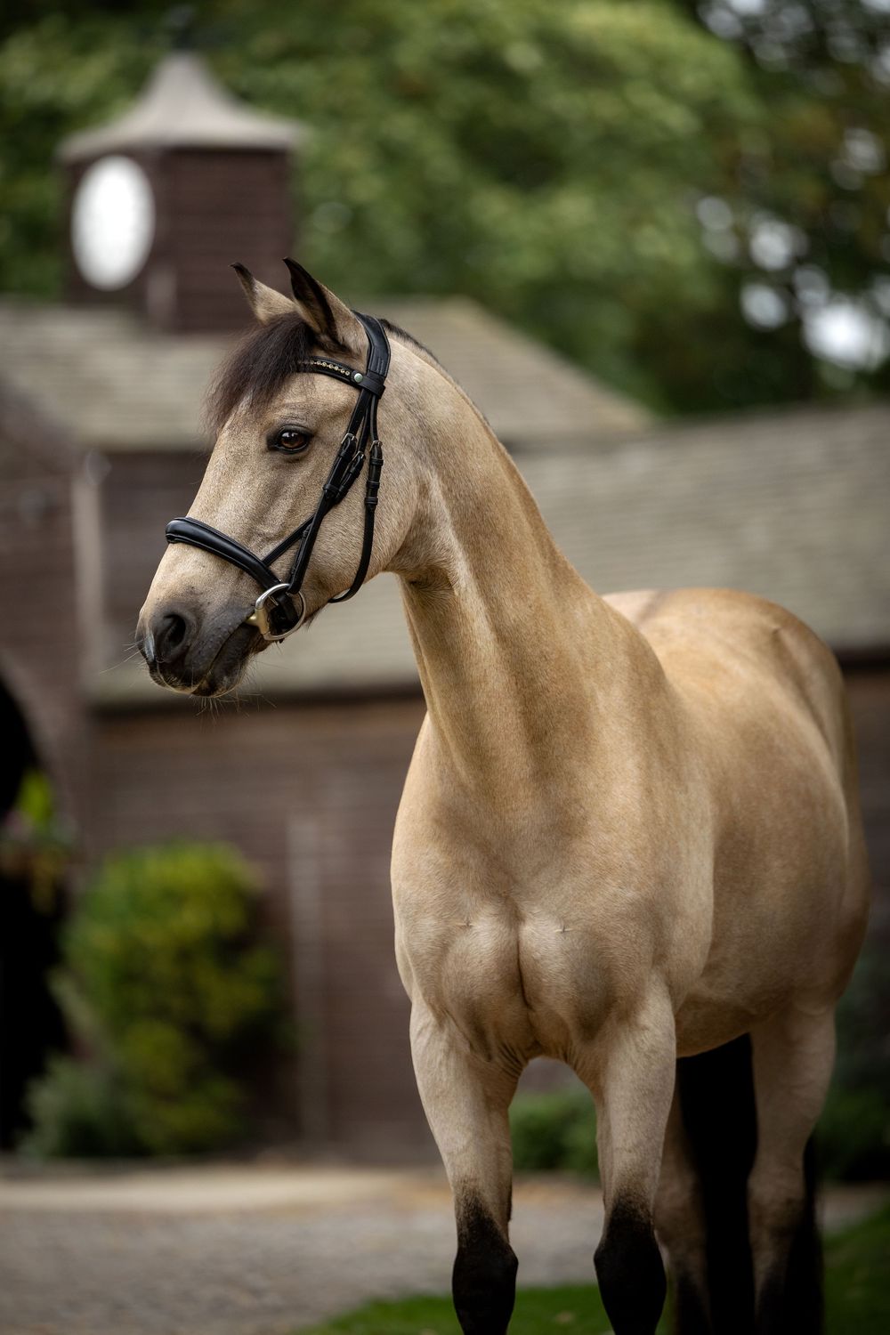 horse photography