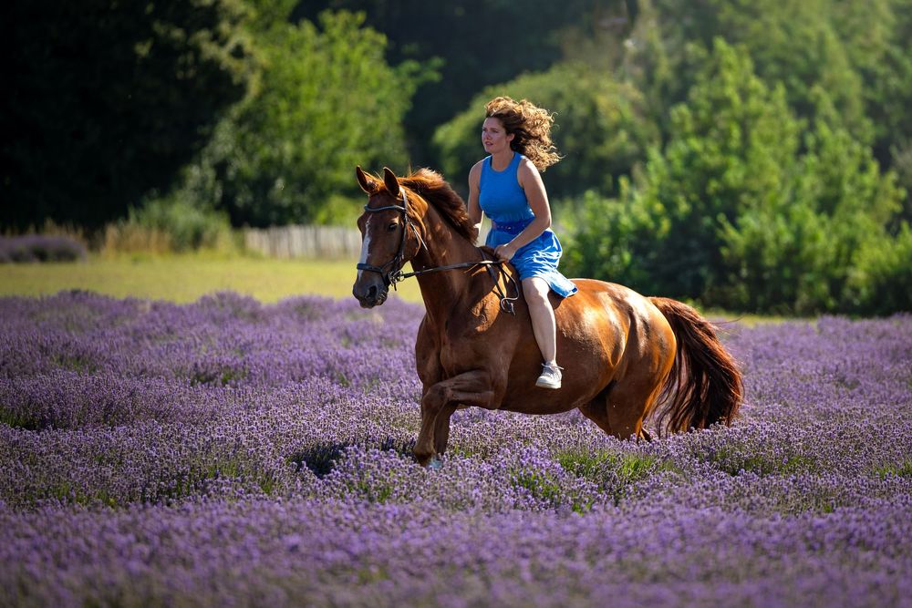 horse photography