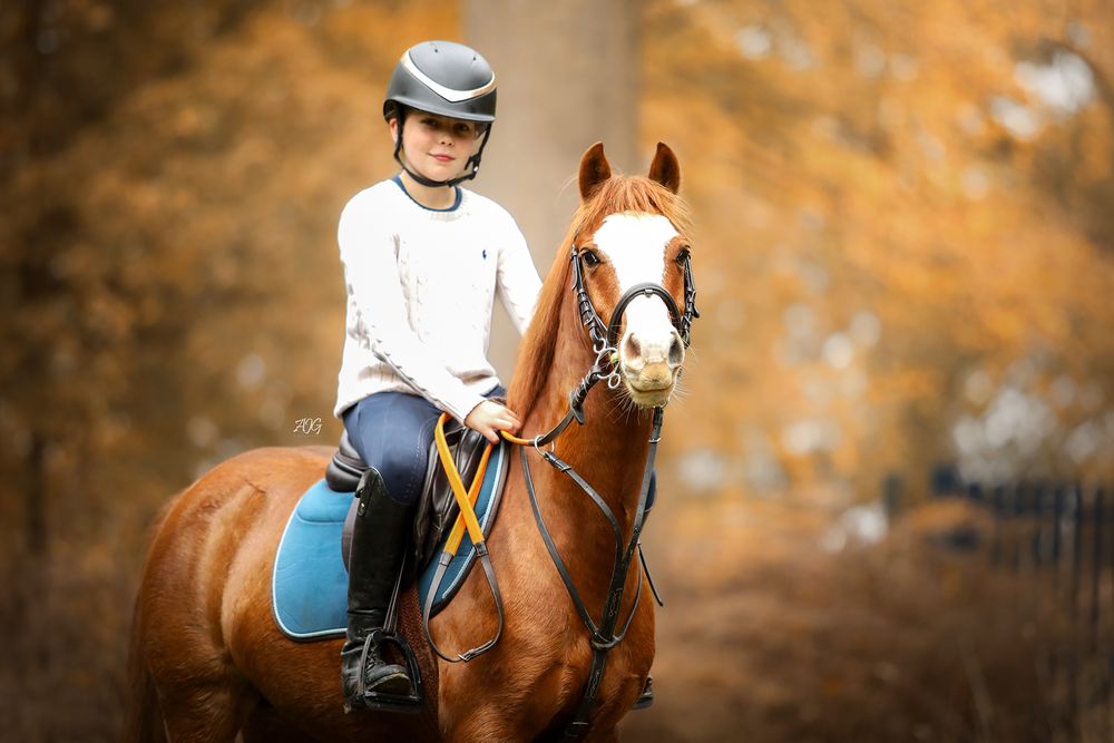 horse photography