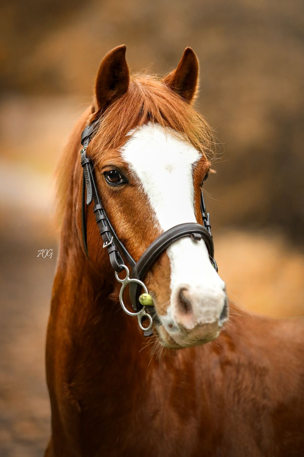 horse photography