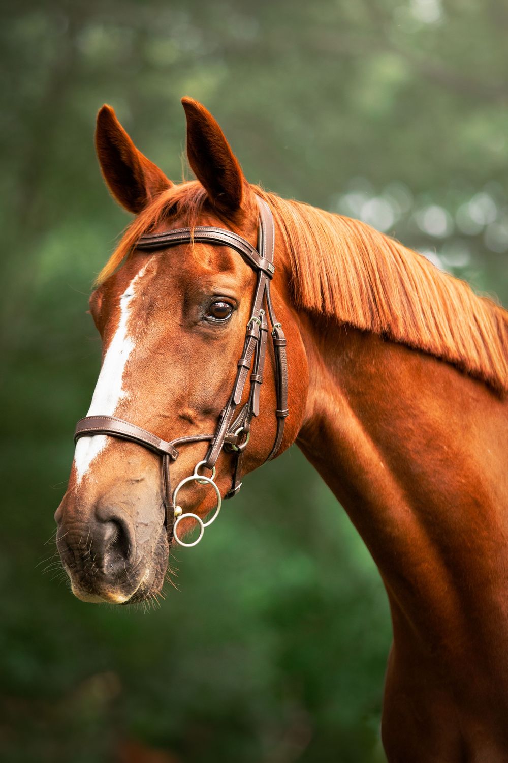 horse photography