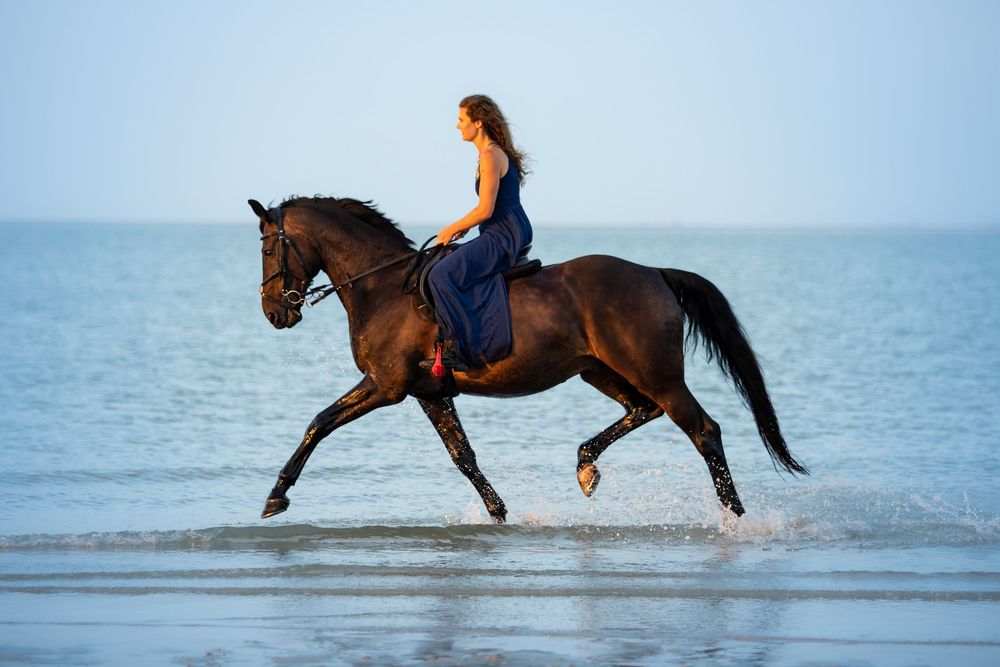 horse photography
