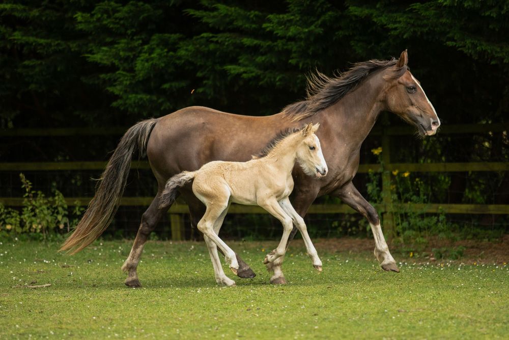 horse photography