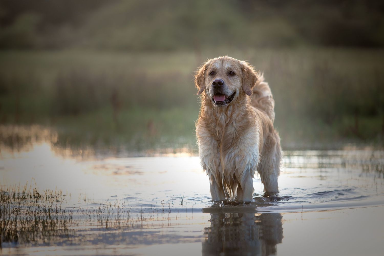 dog photography
