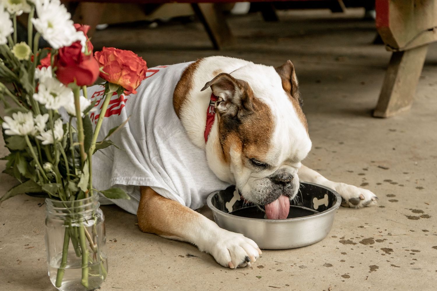 An English Bulldog wearing a white t-shirt eats from a metal bowl near a vase of red and white flowers.