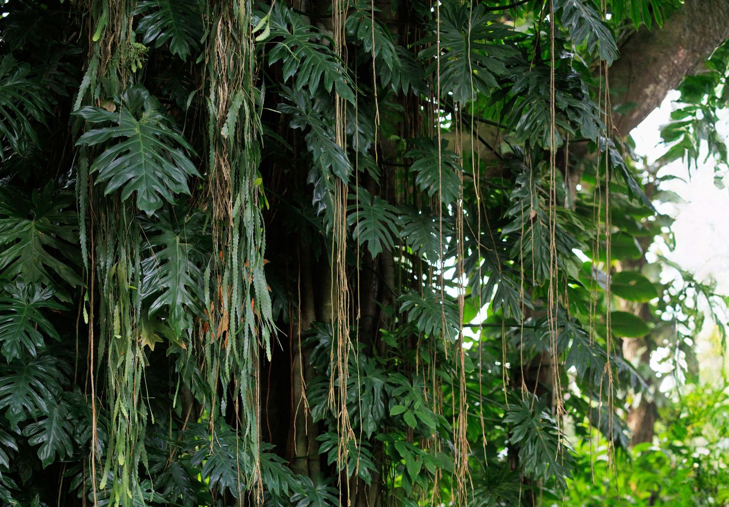 Large ancient trees with sprawling roots and fern-covered trunks stand in a lush, green botanical garden setting.