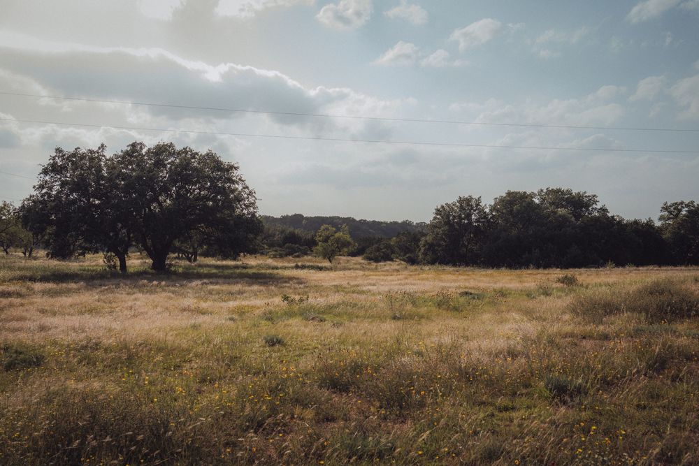 A serene open meadow with golden grass and scattered oak trees under a partly cloudy sky.