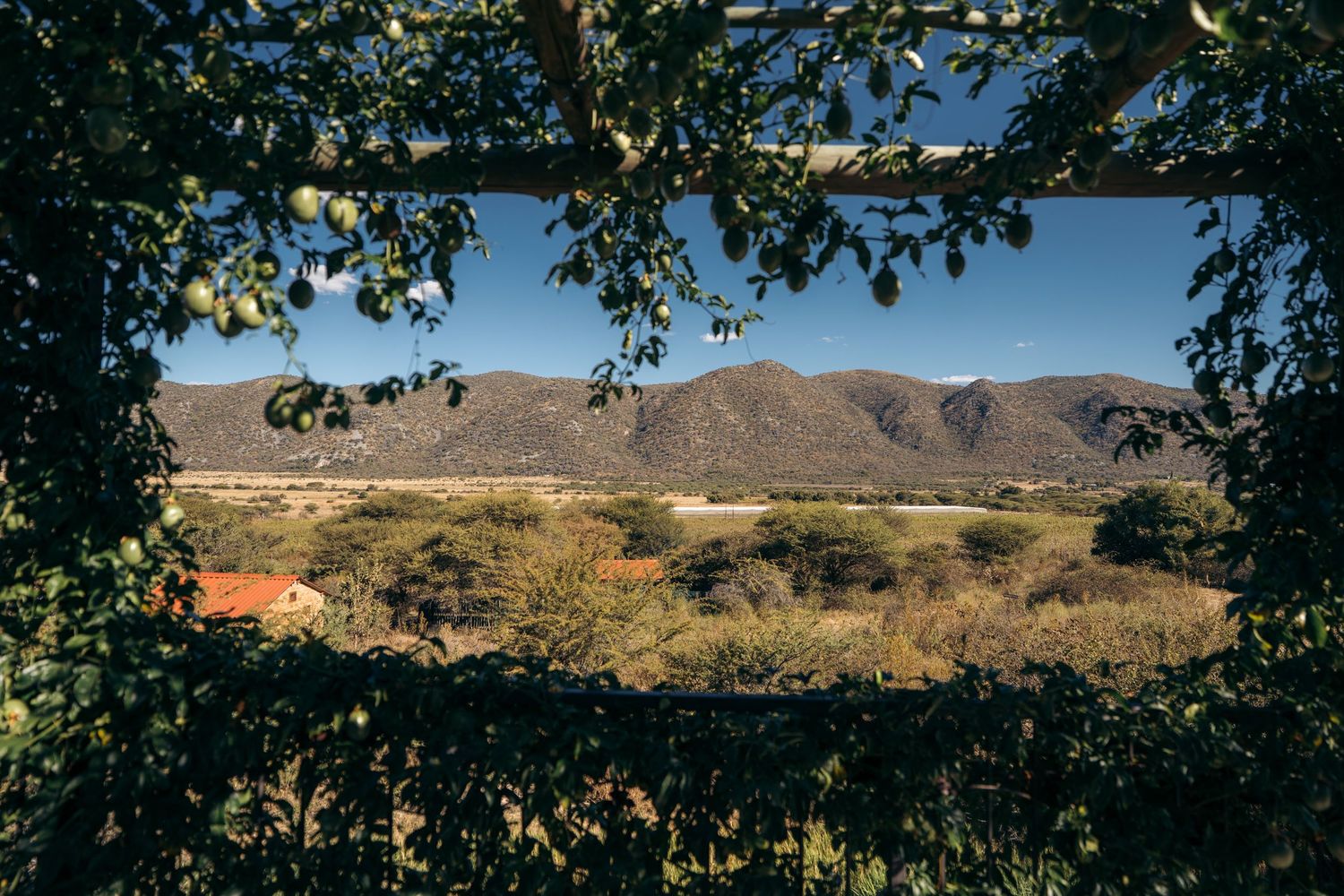 otavi vineyards, vue sur les montagnes au travers d'un arbre de fruit de la passion