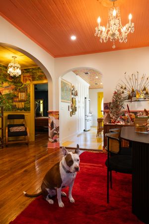 Colorful eclectic living room with orange ceiling, chandelier, and bull terrier dog on red rug.