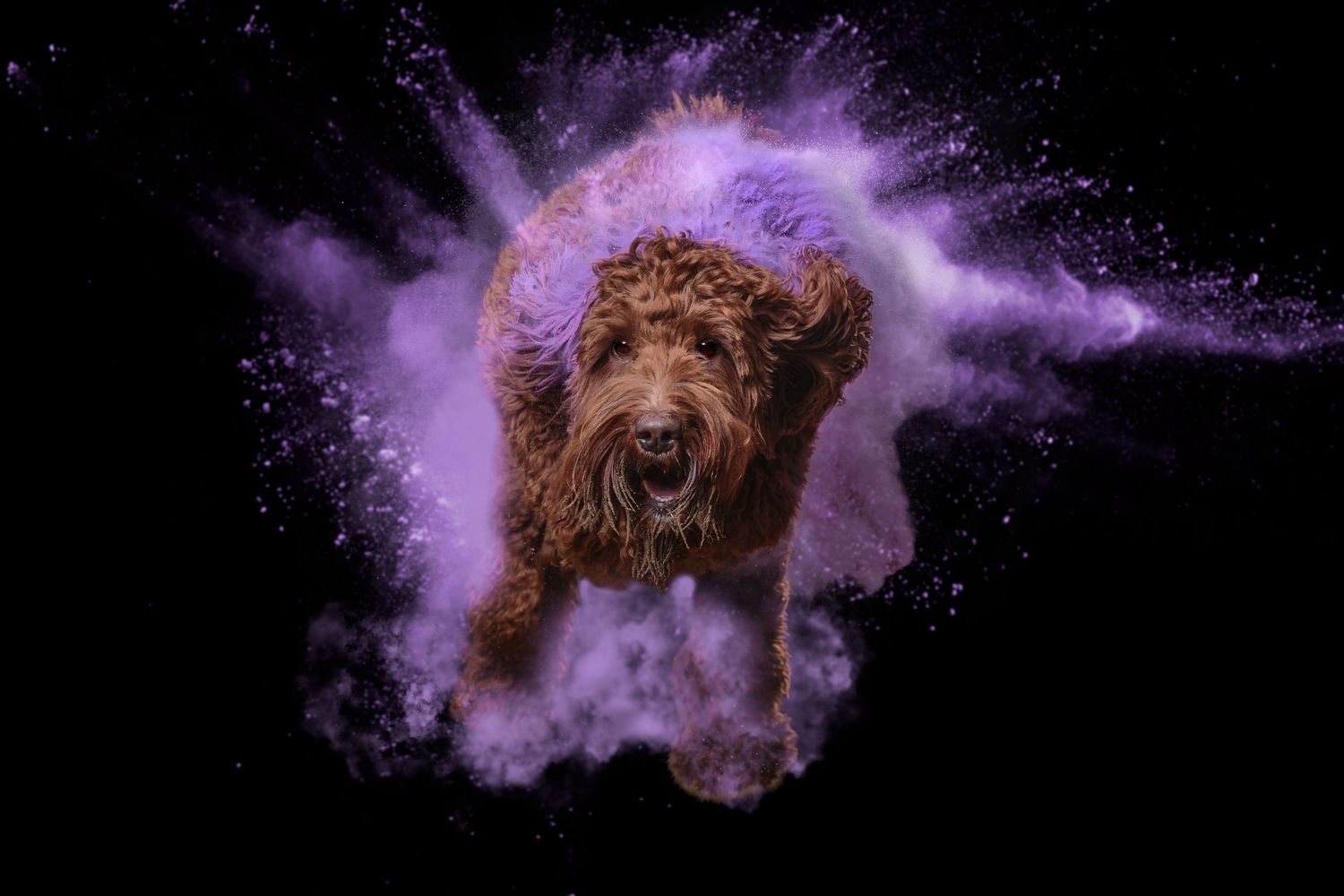 A fluffy brown Labradoodle leaps through a burst of purple powder against a dramatic black background.