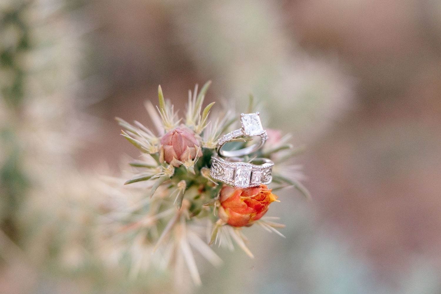 Close-up macro shot of delicate pink flowers with soft blurred background.