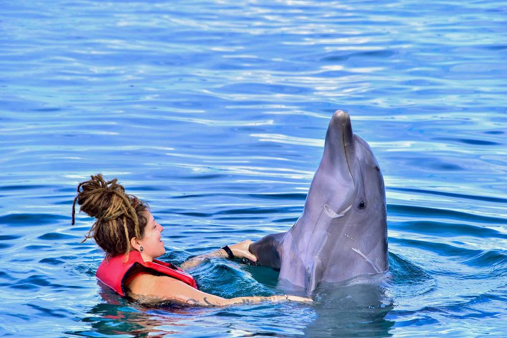 People interact with friendly dolphins during an ocean swimming experience in bright blue waters.
