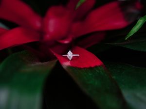 Diamond engagement ring sparkles against vibrant red poinsettia petals during wedding.

Indiana Weddings
Illinois Weddings
Michigan Weddings