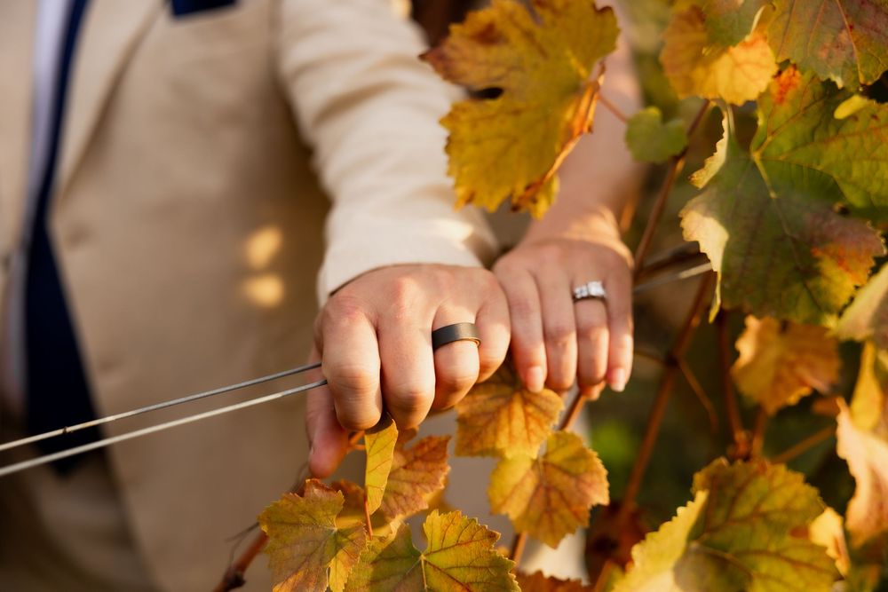 Close-up detail of golden autumn grapevines with sunlight filtering through the leaves.