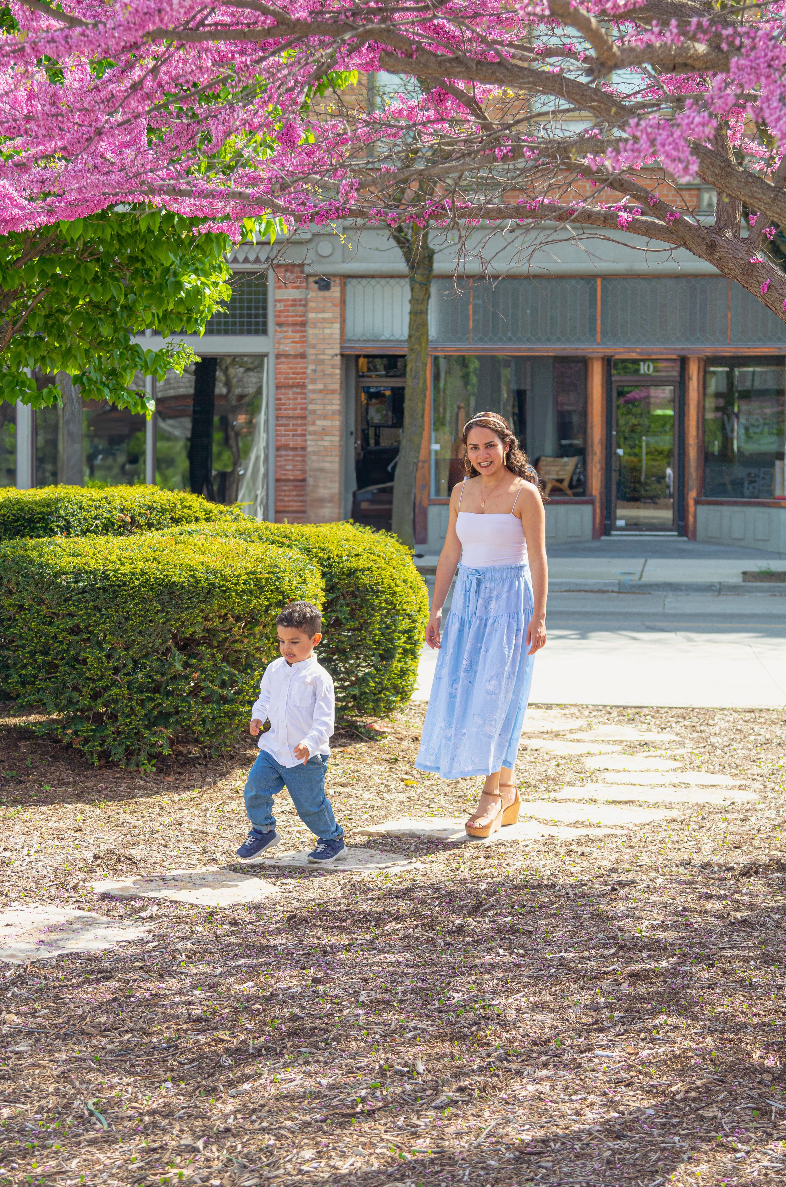 Cherry blossom trees bloom over a spring scene with figures standing on mulch-covered ground near a brick building.