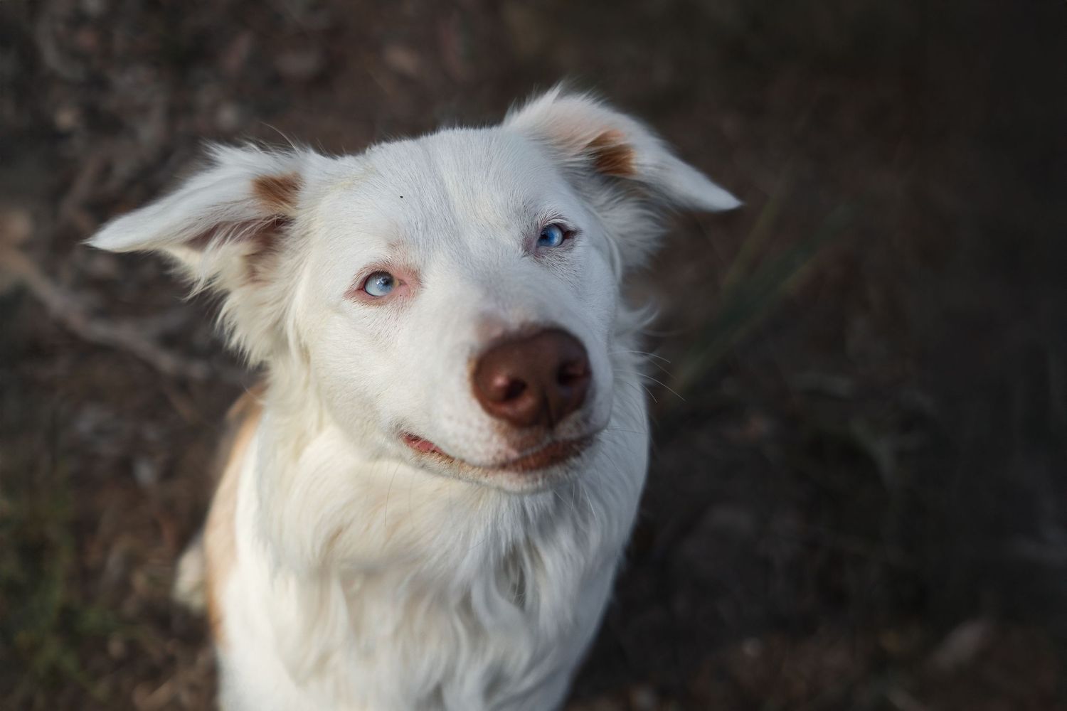 Close up portrait of a white border collie with striking blue eyes in soft natural light in Geelong