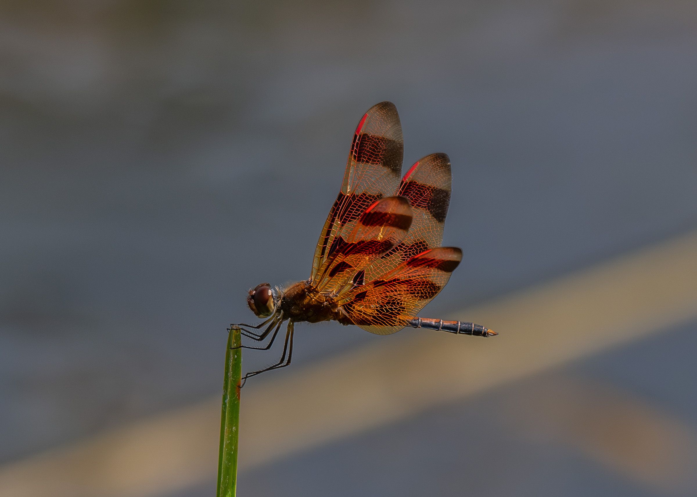 A sequence of photos showing a dragonfly landing on a green reed in a wetland environment.