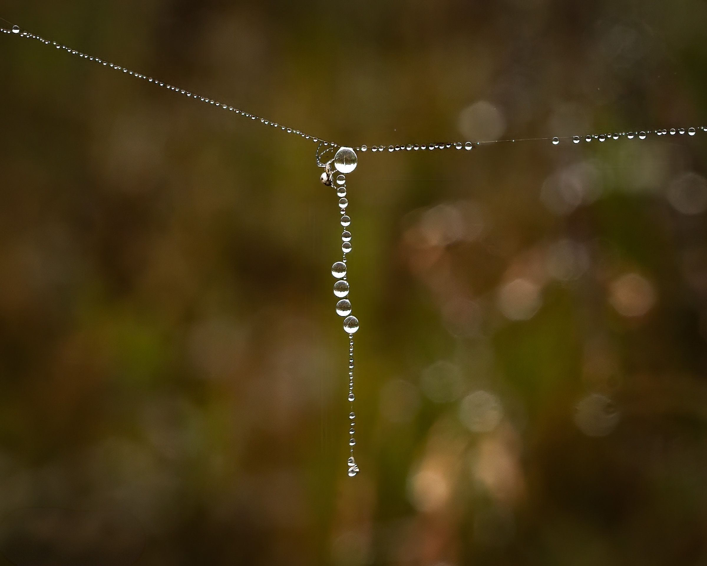 Delicate spider web strands covered in tiny dew drops glisten in the morning light against a dark background.