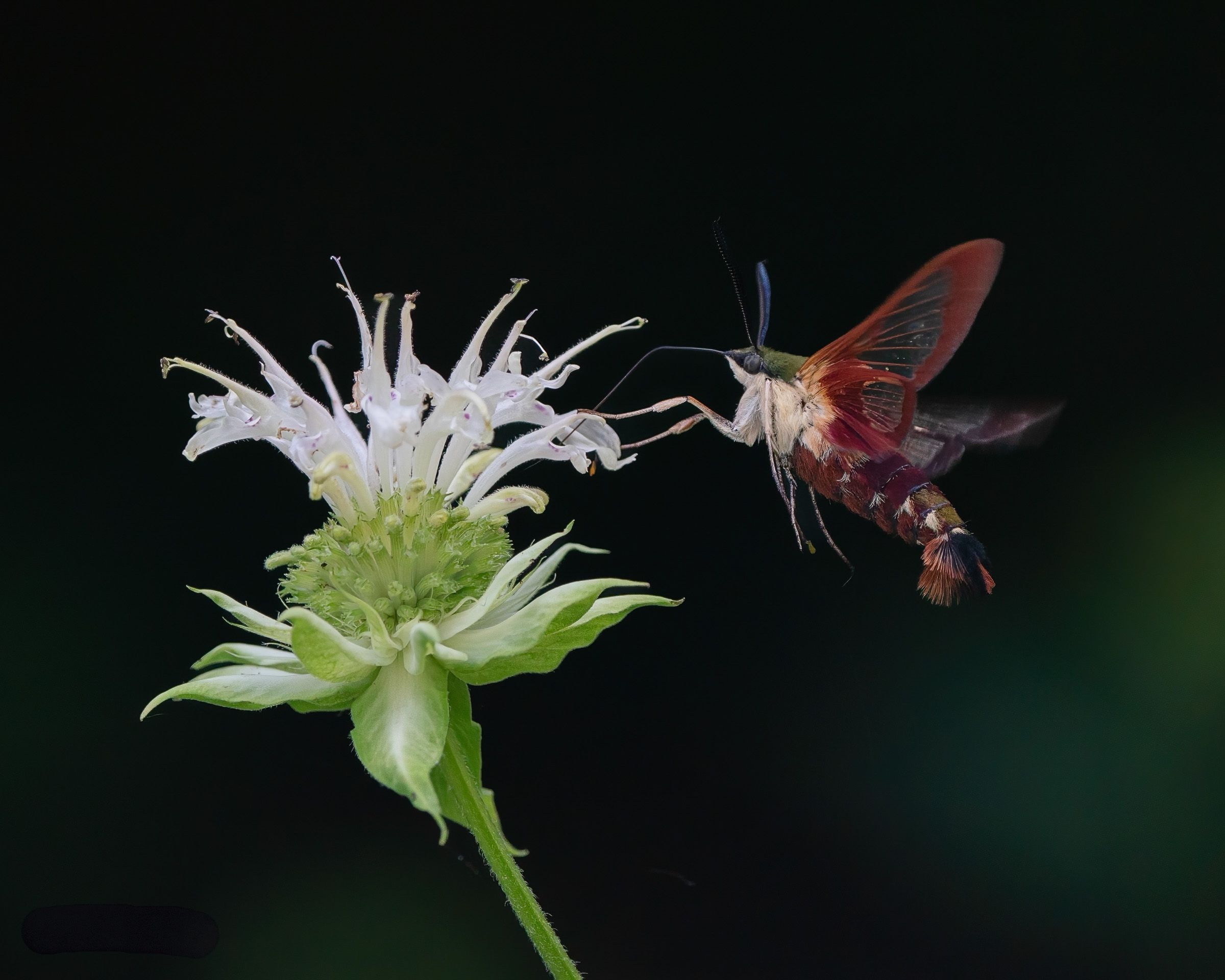 A hummingbird moth hovers near a white bergamot flower against a dark background.