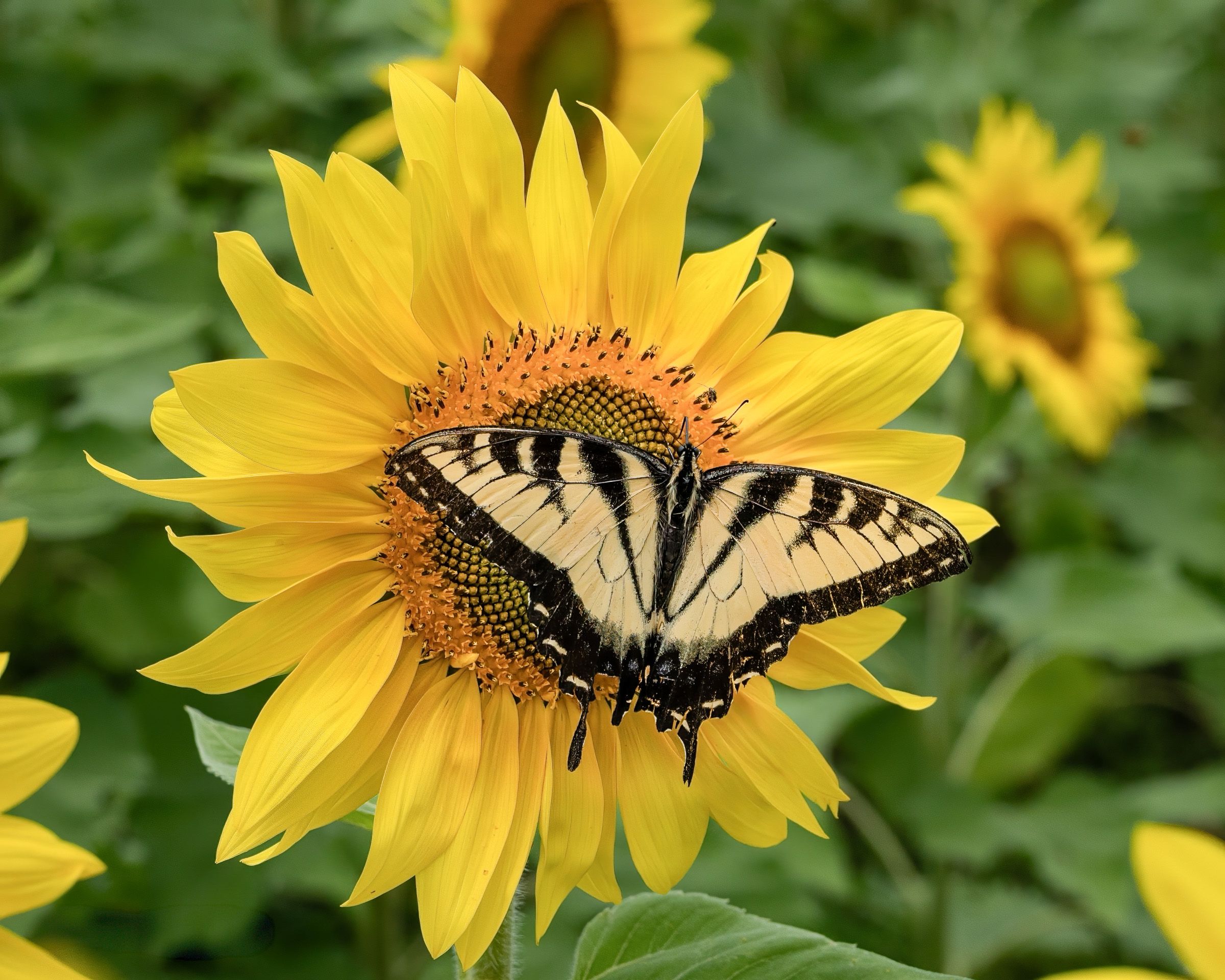 An Eastern Tiger Swallowtail butterfly perches on a bright yellow sunflower in a garden setting.
