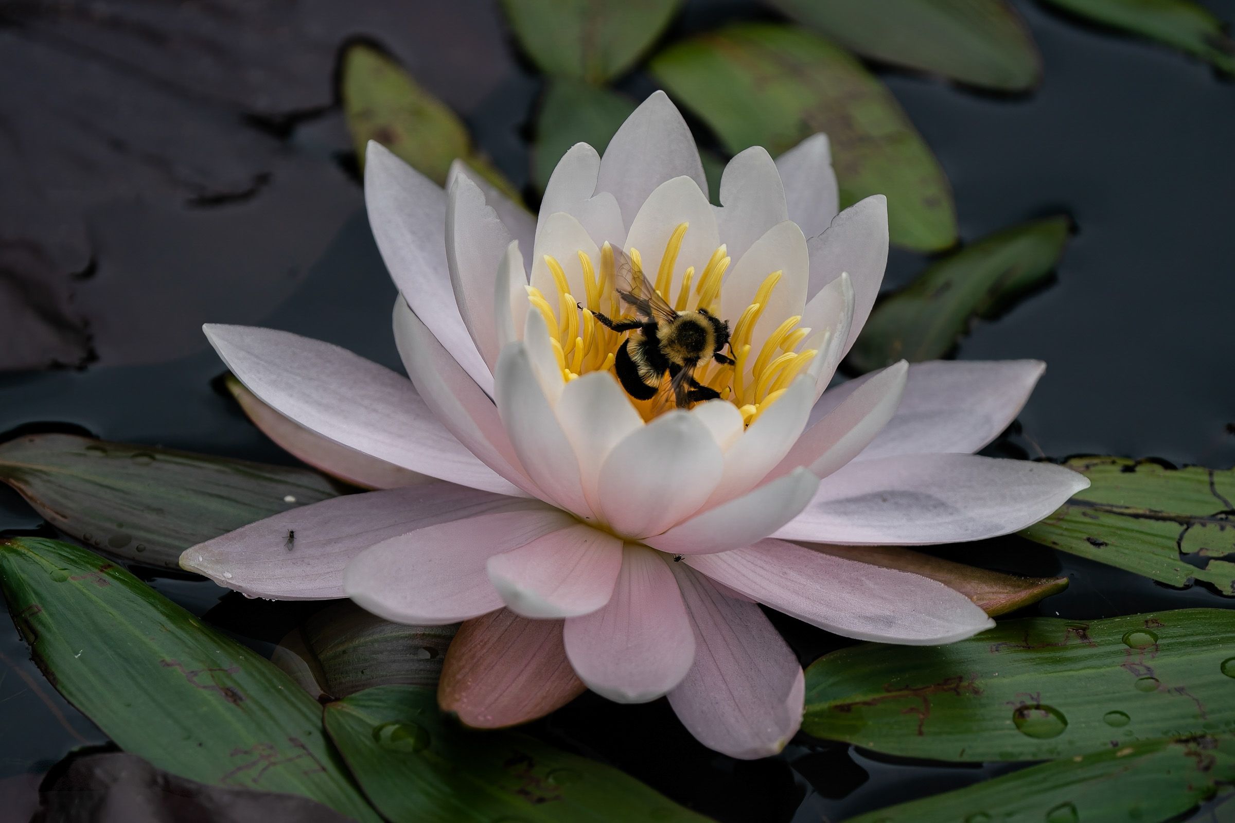 A pink water lily flower blooms in a pond with lily pads and dark water.